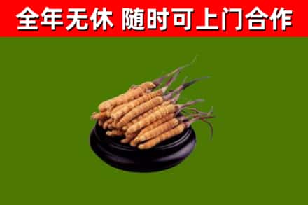 猇亭回收冬虫夏草